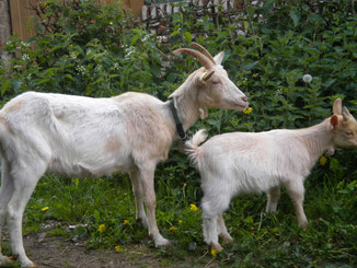 VENTE DE CHEVRES NAINES PICARDIE SOMME