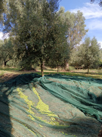 Raccolta di olive come da tradizione in Calabria