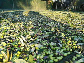 Varieta di olive per produrre olio extra vergine di oliva come da tradizione