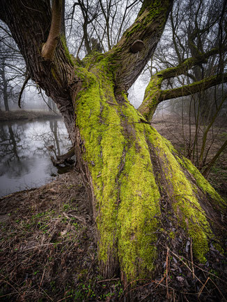 Alte Weiden in den Dessauer Muldauen