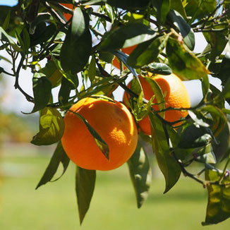 Orangen zur Lammschulter "Valencia"