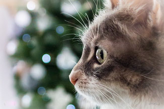 Shooting animaux compagnie * Cat modèle Eden