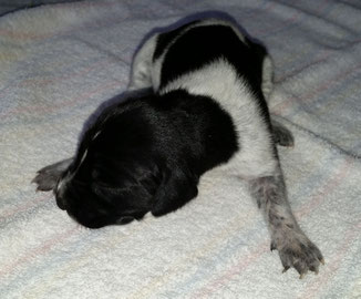 Bella von der Münzenburg