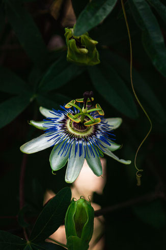 Tirage d’art de photographie culinaire représentant une fleur de passiflore