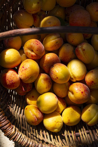 Tirage d’art culinaire représentant des abricots fraîchement cueillis dans un panier au jardin