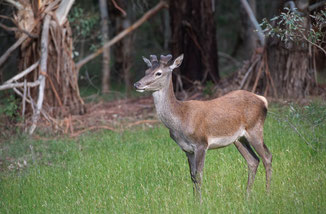 Rusa Deer