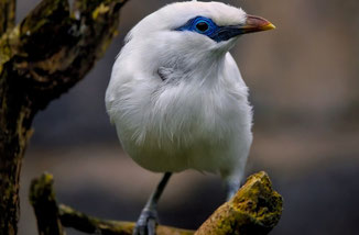 Bali Starling