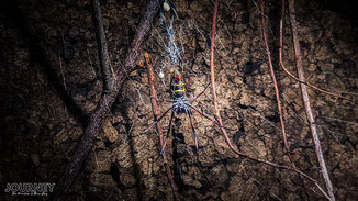 Eine bunte Spinne hängt in ihrem Netz.