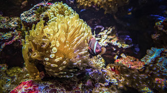 Ein Clownfisch versteckt sich in den Korallen.