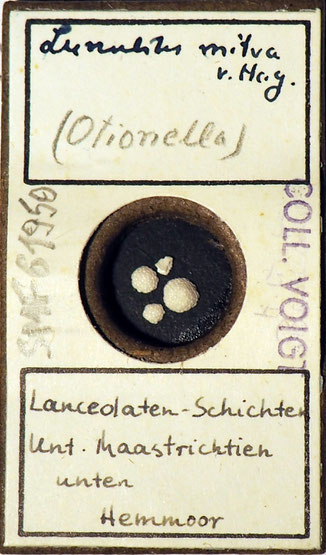 Senckenberg, Bryozoa, Bryozoen, Moostierchen, Sammlung Voigt