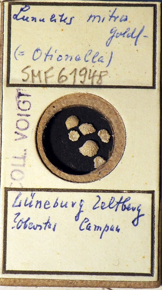 Senckenberg, Bryozoa, Bryozoen, Moostierchen, Sammlung Voigt