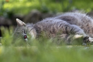 schlafende Katze