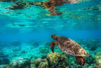 Schildkröte - Erlebe Deinen exklusiven Urlaub auf den Malediven! In Deiner Reiserei, Reisebüro in Berlin Brandenburg
