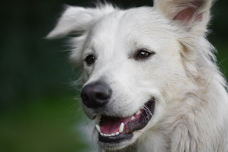 Weisser Hund, grüner Hintergrund | Link: Tierkinesiologie