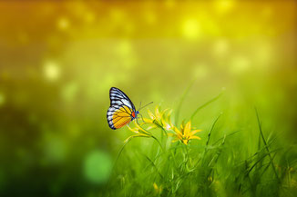 Orange, schwarzer Schmetterling auf Grashalm | Link: Blog Beitrag | Energetisches Healing