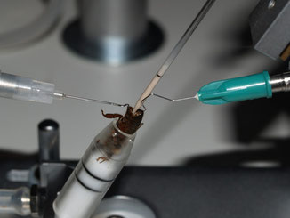 Instrumentelle Begattung einer Bienenkönigin.