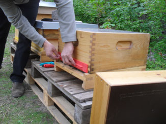 Dann können die Bienen zu ihrem ersten Orientierungsflug ausfliegen und die Umgebung ihres neuen Zuhauses erkunden.