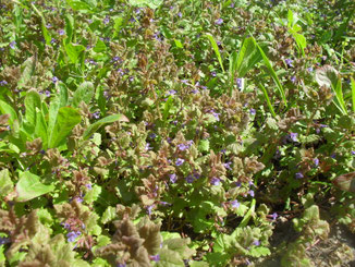 Der unscheinbare Gundermann (Glechoma hederacea) wächst in dichten Teppichen und ist eine wichtige Pollen- und Nektarquelle für Hummeln und die im April  fliegende Pelzbiene Anthophora plumipe. 
