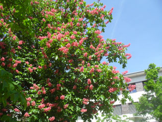 Reichlich Pollen und Nektar bietet die Rotblühende Rosskastnie (Aesculus rubicunda), einer Mischung aus der heimischen gewöhnlichen Rosskastanie (weiße Blüten)  und der amerikanischen Roten Rosskastanie (rote Blüten).