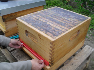 Vorsichtig wird der Verschluss des Ausflugs geöffnet. Oben sieht man die mit Bienen vollbesetzten Wabenrämchen.