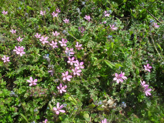 Der rosa blühende gemeine Reiherschnabel (Erodium cicutarium) und das Vergissmeinnicht (Myosotis) mit den kleinen hellblauen Blüten sind typische Pionier-Blütenpflanzen auf trockenen Brachen und Wegrändern.