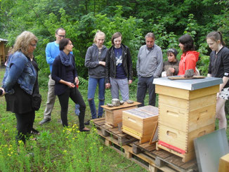 ...und interessieren sich für die Bienenhaltung. Inzwischen haben wir unser Bienenvolk geteilt. Die Arbeiterinnen des Ablegers haben eine neue Königin herangezogen und so es ist ein zweites Bienenvolk entstanden.
