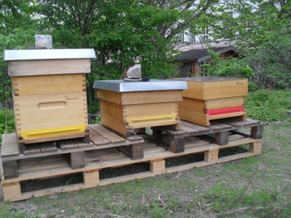 Unsere drei Beuten wurden von den jungen Imker*n abgeschliffen und mit Leinölfirnis behandelt. In die rechten Beute wurde ein Bienenvolk von einem befreundeten Imker eingesetzt.