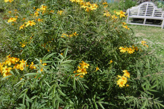 Plantes Aromatiques Et Savoureuses Lejardindessenteurs Com