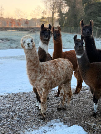 fünf Lamas stehen im Schnee und schauen in die Kamera