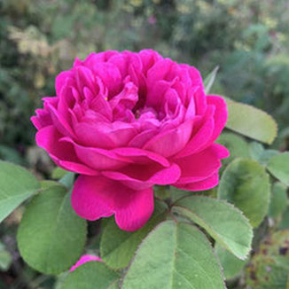 Rosa gallica, plante vivace