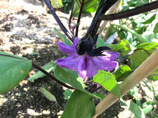 ナスの花