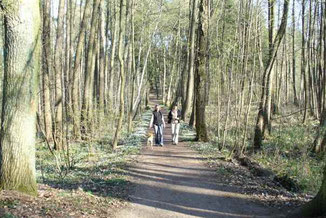 Wandern in den Wäldern von Templin