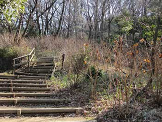 川崎市・生田緑地の噴水広場近くの山