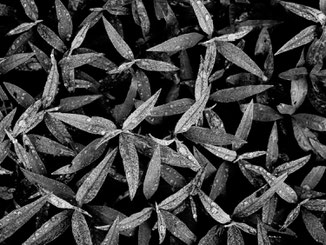 Young eucalyptus plants in black and white