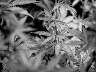 Hemp plants in black and white