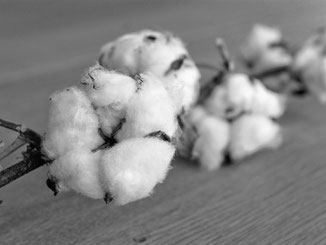 Cotton plants in black and white