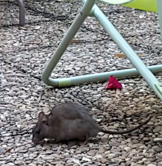 Rat surmulot