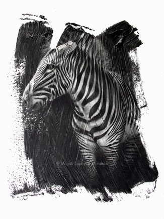 zebra brushstrokes drawing by french pencil artist Magali Lapeyre-Mirande zèbre coups de pinceaux dessin artiste dessinatrice