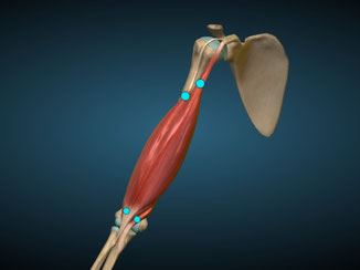 Bíceps frontal