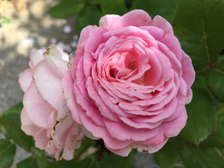 Rose, Rosengarten