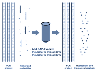 PCR clean up kit, RSAP, Exonuclease , shrimp