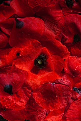 Tirage d’art de photographie culinaire représentant des coquelicots