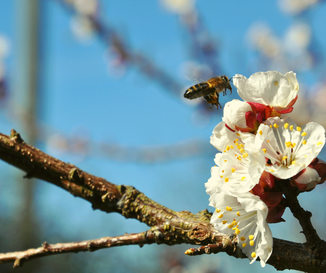 prairie;fleurs;miel;apiculture;gers;bio;hors cadre apiculture;boulaur