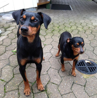 Frieda und Rufus sind ein prima Team geworden ;-))