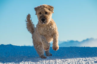 hyperaktiver Hund Anzeichen, hyperaktiven Hund erkennen, ist mein hund hyperaktiv 