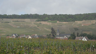 The village of Oger and vineyards of the Cote De Blancs