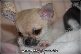 prix d un chihuahua lof - Élevage de Chihuahua prix d un chihuahua lof - Élevage de Chihuahua