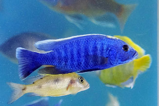 アフリカン シクリッド 動物ウォッチング アフリカン シクリッド 動物ウォッチング