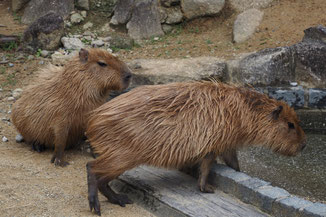カピバラの仲間 動物ウォッチング