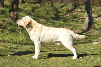 labrador toscana firenze